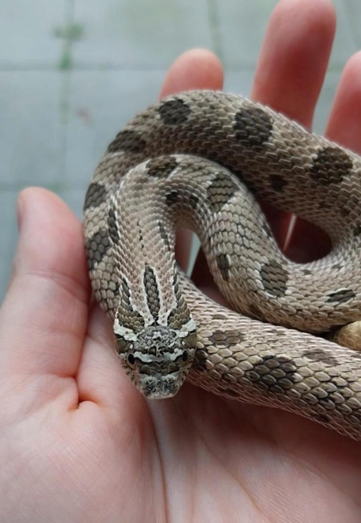 Heterodon nasicus 1.0 (2022)