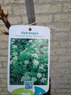 Klimhortensia's 80-100 cm, Tuin en Terras, Planten | Tuinplanten, Vaste plant, Ophalen of Verzenden, Halfschaduw, Klimplanten