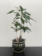 Ficus bonsai bos 45 cm, Ficus, Ophalen of Verzenden, Halfschaduw