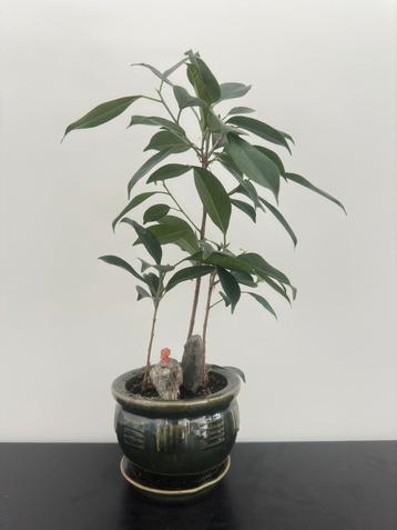 Ficus bonsai bos 45 cm