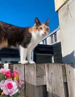 Poes zoekt nieuw huisje, Dieren en Toebehoren, Katten en Kittens | Raskatten | Korthaar, Poes, Gechipt, 3 tot 5 jaar