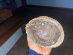 echte Abalone Zee oor schelp, Verzamelen, Mineralen en Fossielen, Schelp(en), Ophalen of Verzenden