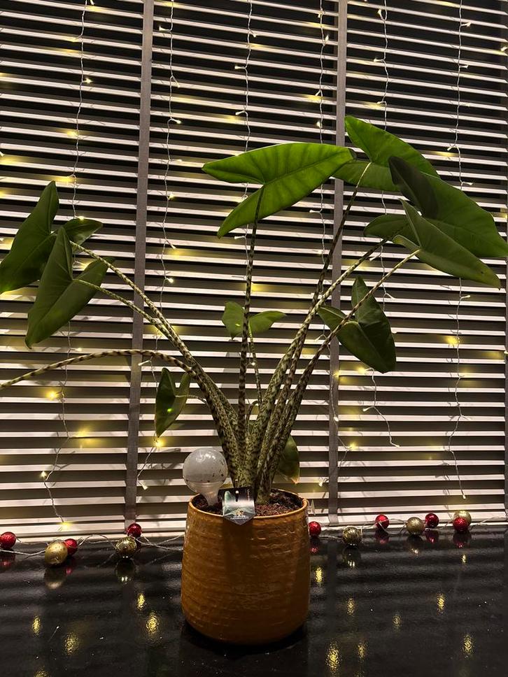 Mooie Zebraplant (Alocasia Zebrina), Huis en Inrichting, Kamerplanten, Overige soorten, Minder dan 100 cm, Groene kamerplant, Halfschaduw