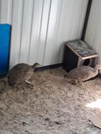 Kuif tinamoes  2 koppels, Meerdere dieren, Eend