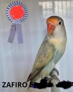 Sapphire fischeri dubbelfactorig 💪💪💪💪, Dieren en Toebehoren, Vogels | Parkieten en Papegaaien, Meerdere dieren, Dwergpapegaai of Agapornis