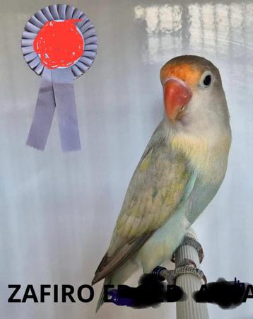 Sapphire fischeri dubbelfactorig 💪💪💪💪 beschikbaar voor biedingen