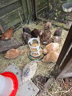 11 Japanse Kwartels - 3 hanen +8 hennen, Meerdere dieren, Overige soorten