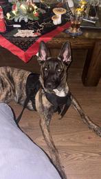 Herplaatsing holandse herder, Dieren en Toebehoren, Honden | Herdershonden en Veedrijvers, 15 weken tot 1 jaar, Teef, Parvo, Eén hond