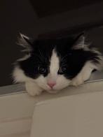 Kat zoekt een leuke familie!!, Dieren en Toebehoren, Katten en Kittens | Raskatten | Langhaar, Kater, Ontwormd, 0 tot 2 jaar