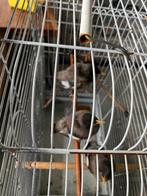 Twee mina kuikens te koop per stuk, Dieren en Toebehoren, Vogels | Overige Vogels, Meerdere dieren, Tropenvogel, Tam