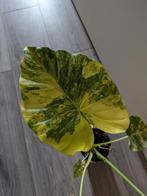 Alocasia Gageana Aurea variegata, Ophalen of Verzenden, Overige soorten, Minder dan 100 cm
