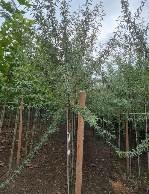 Elaeagnus Angustifolia Bomen in verschillende maten, Tuin en Terras, Planten | Bomen, Overige soorten, Minder dan 100 cm, Ophalen of Verzenden