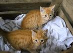 Kittens rode katers, Kater