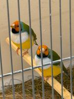 Gouldamadine’s / Goulds / Amadine’s, Dieren en Toebehoren, Meerdere dieren