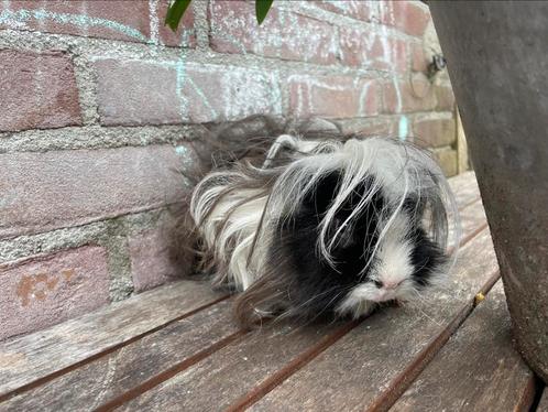 Lunkarya beer, Dieren en Toebehoren, Knaagdieren, Mannelijk, Cavia, Mei, Tam