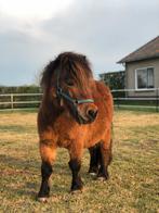 Lieve shetlander merrie te koop, Dieren en Toebehoren, Paarden, Merrie, Recreatiepaard, Gechipt