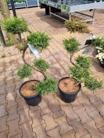 bonsai coniferen, Tuin en Terras, Planten | Struiken en Hagen, Minder dan 100 cm, Ophalen of Verzenden