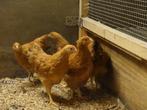 New hampshire hennen tegen de leg, Dieren en Toebehoren, Pluimvee, Vrouwelijk, Kip