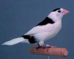 Japanse meeuw, Meerdere dieren, Tropenvogel, Geringd