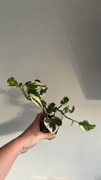 Epipremnum n joy plantje, Ophalen, Overige soorten, Minder dan 100 cm