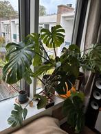 Grote monstera in pot, Ophalen, In pot, Halfschaduw, Minder dan 100 cm