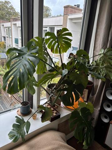 Grote monstera in pot beschikbaar voor biedingen