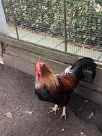 Mooie haan te koop, Dieren en Toebehoren, Pluimvee, Mannelijk, Kip