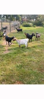 Mooie geitjes, Dieren en Toebehoren, Schapen, Geiten en Varkens, Vrouwelijk, Geit