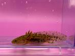 Halloween baby axolotl, Dieren en Toebehoren, Amfibie, 0 tot 2 jaar