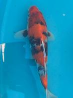 Japanse koi showa, Karper of Koi