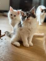 Maincoon kittens klaar voor een nieuw huisje, Meerdere dieren, Ontwormd, 0 tot 2 jaar
