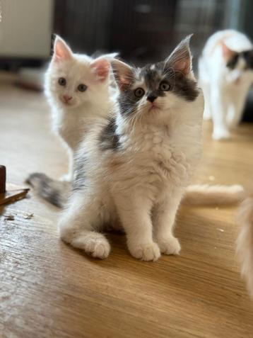 Maincoon kittens klaar voor een nieuw huisje  beschikbaar voor biedingen