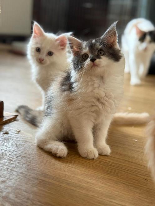 Maincoon kittens klaar voor een nieuw huisje, Dieren en Toebehoren, Katten en Kittens | Raskatten | Langhaar, Meerdere dieren