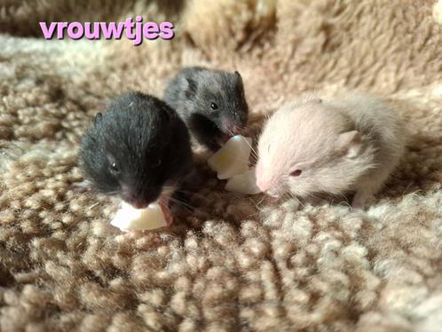 Syrische / Goud hamsters, Dieren en Toebehoren, Knaagdieren, Geslacht onbekend, Hamster, Na 1 juli 2024, Tam