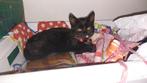 Kater 14 weken oud, Dieren en Toebehoren, Katten en Kittens | Overige Katten, Kater, Kortharig, 0 tot 2 jaar