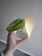 Scindapsus Treubii Moonlight Variegata stek, Ophalen of Verzenden, Halfschaduw, Minder dan 100 cm