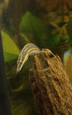 Mastacembelus erythrotaenia, vuuralen, twee stuks, Dieren en Toebehoren, Vissen | Aquariumvissen, Vis
