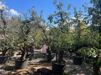 Ouden Peren bomen, Tuin en Terras, Overige soorten, Lente, 100 tot 250 cm, Ophalen