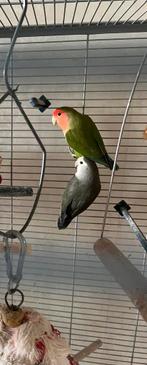 Bewezen koppel met kooi te koop, Dieren en Toebehoren, Vogels | Parkieten en Papegaaien, Meerdere dieren, Parkiet