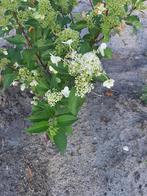Hydrangea pan kyushu, Vaste plant, Halfschaduw, Zomer, Ophalen