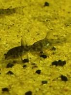 Corydoras, Dieren en Toebehoren, Vis