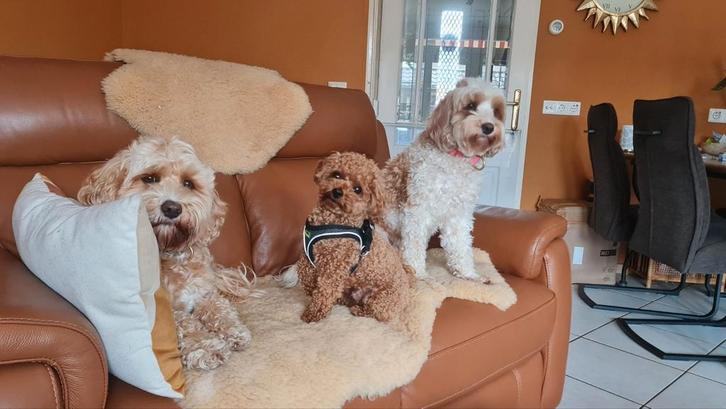 Hondenoppas in huiselijke kring, Diensten en Vakmensen, Dieren | Honden | Verzorging, Oppas en Les, Particuliere oppas, Pension of Dagopvang
