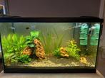 Aquarium TE KOOP 80B x 45H x 35D, Ophalen, Zo goed als nieuw, Gevuld zoetwateraquarium