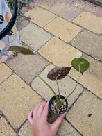 Alocasia regal shield plantje, kamerplant, Ophalen of Verzenden, Overige soorten, Minder dan 100 cm