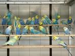 Te koop groot aanbod diverse vogels, Dieren en Toebehoren, Meerdere dieren, Parkiet