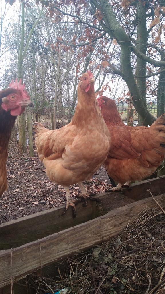 Hennen en Hanen te koop, Dieren en Toebehoren, Pluimvee, Kip, Meerdere dieren