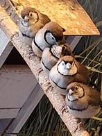 Bichnows  wildkleur, Dieren en Toebehoren, Vogels | Overige Vogels, Meerdere dieren