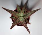 Aloë Starfire, Ophalen, Vetplant, Halfschaduw, Minder dan 100 cm