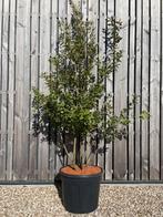 Kurkeik en steeneik meerstammig leverbaar tot 275 cm hoog, Ophalen, Overige soorten, Struik, 100 tot 250 cm