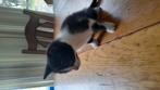 2 jonge boerderijkittens, Dieren en Toebehoren, Katten en Kittens | Overige Katten, Kater